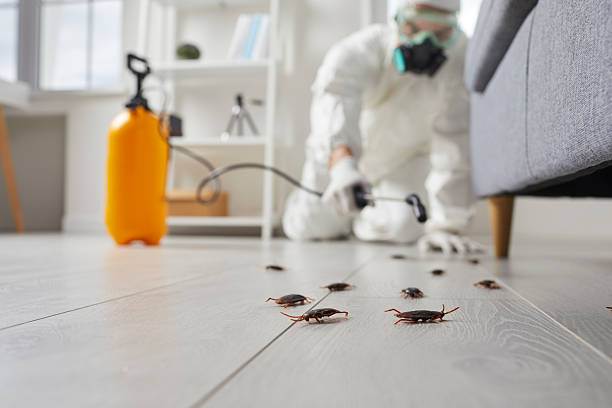 Commercial Kitchen Cockroach Control in Spanish Lake